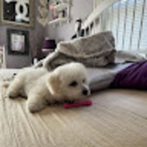 Meet your Posher, Kris